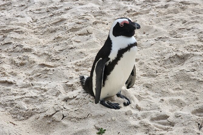 Cape Agulhas, Hermanus Whale Watching, Penguins and Wine Tasting - The return along Clarence Drive