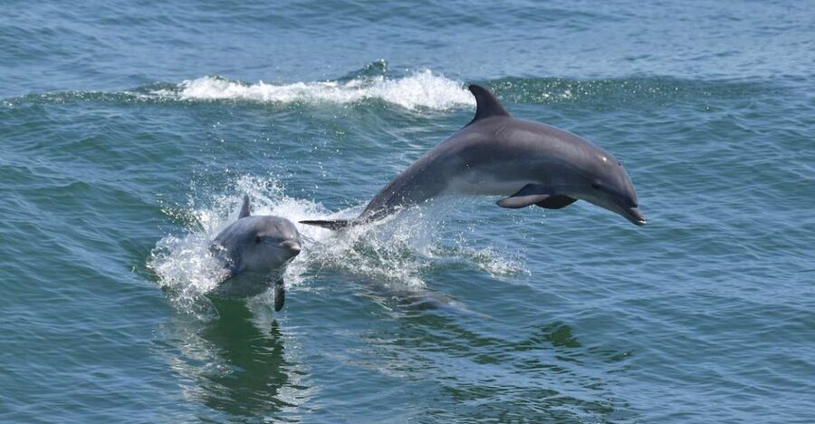 Cape May: Dolphin and Bird Watching Cruise - Meeting Cape May on the Water