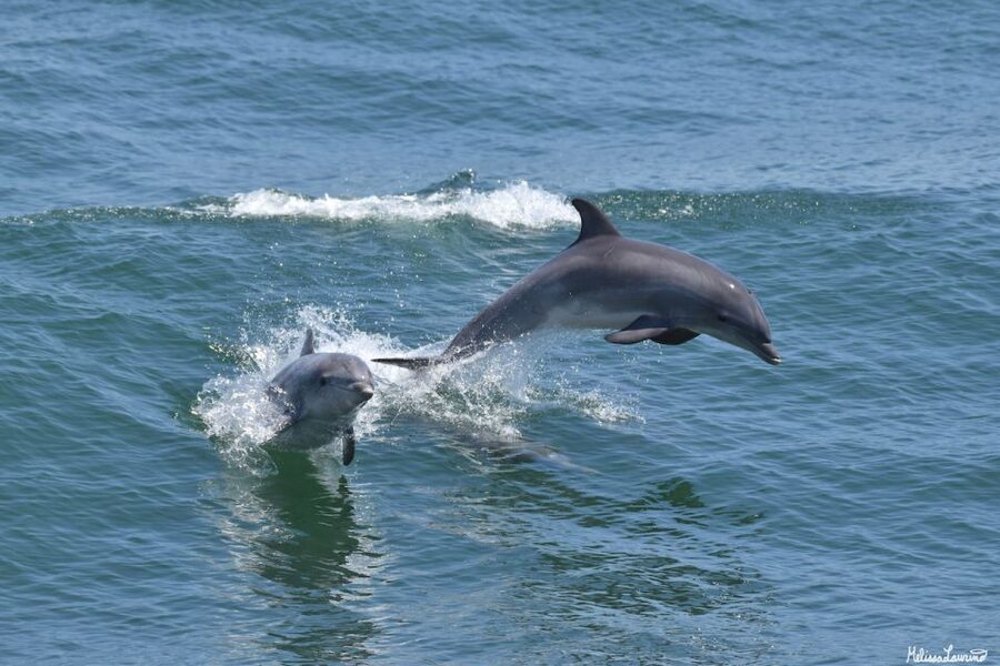 Cape May: Dolphin and Bird Watching Cruise - Cape May’s Victorian Shoreline from Offshore