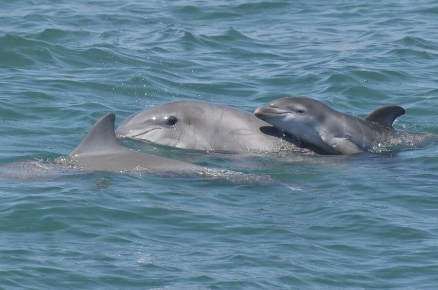 Cape May: Dolphin and Bird Watching Cruise - Is the Two-Hour Cruise Worth $40?