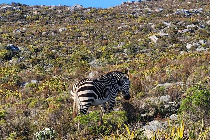 Cape of Good Hope and Penguin Beach Tour in Cape Town - Why this Cape Peninsula route works so well