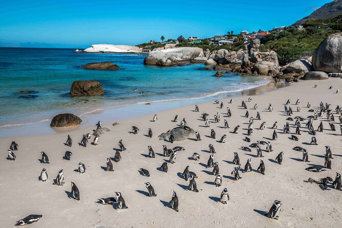 Cape of Good Hope and Penguin Beach Tour in Cape Town - Maidens’ Cove, Camps Bay, and Llandudno
