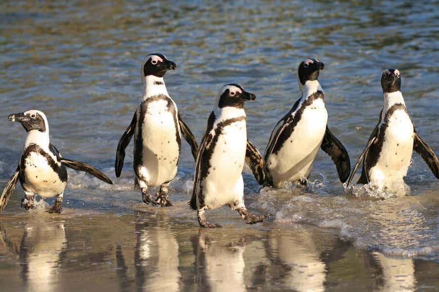 Cape of Good Hope and Penguins Full-Day Private Tour - Chapman’s Peak, one of the day’s best drives
