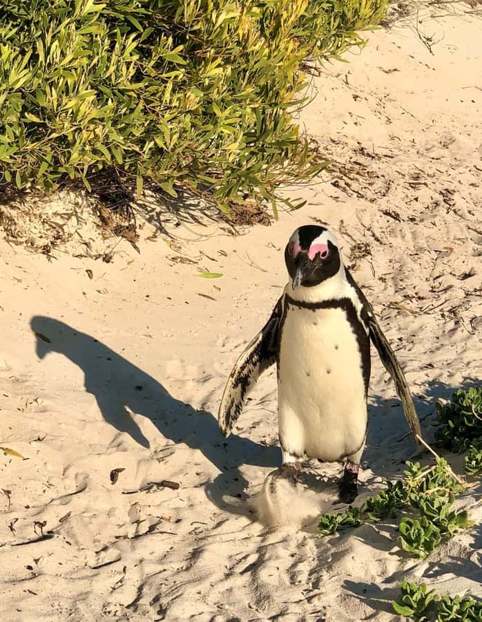 Cape of Good Hope and Penguins Full-Day Private Tour - Meeting the penguins at Boulders Beach