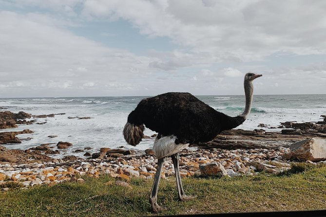 Cape Of Good Hope and Penguins Full Day Small Group Tour from Cape Town - Chapmans Peak is the road highlight