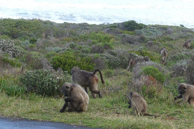 Cape of Good Hope and Penguins Full-Day Tour from Cape Town - Chapman’s Peak is the scenic drive to watch
