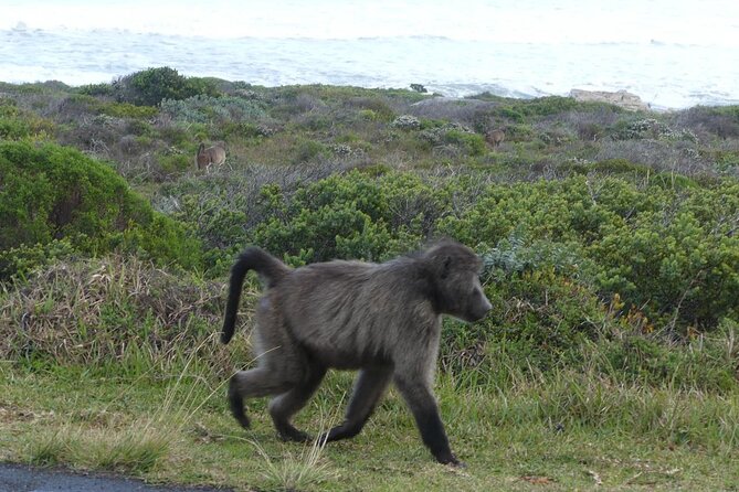 Cape of Good Hope and Penguins Full-Day Tour from Cape Town - A short pause at Noordhoek Farm Village