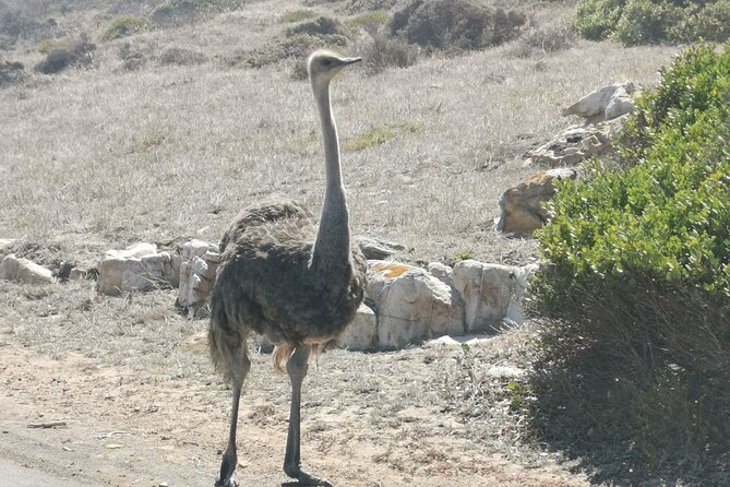 Cape of Good Hope and Penguins Full-Day Tour from Cape Town - Cape Point Nature Reserve needs your attention