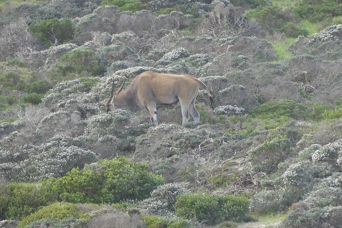 Cape of Good Hope and Penguins Full-Day Tour from Cape Town - Simon’s Town adds naval history and a curious dog