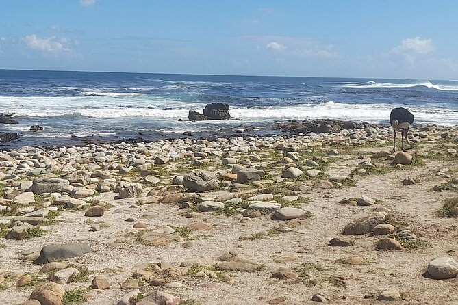 Cape of Good Hope and Penguins Full-Day Tour from Cape Town - Hout Bay gives you your first choice
