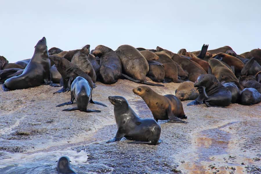 Cape of Good Hope and Penguins Private Tour with Entry Fees - The return through Fish Hoek and Muizenberg