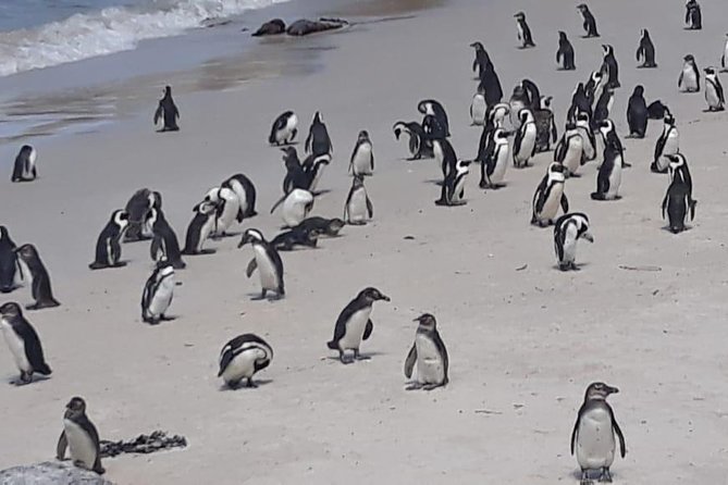 Cape of Good Hope and Penguins - Small Group - Full day - Camps Bay offers a fast Atlantic view