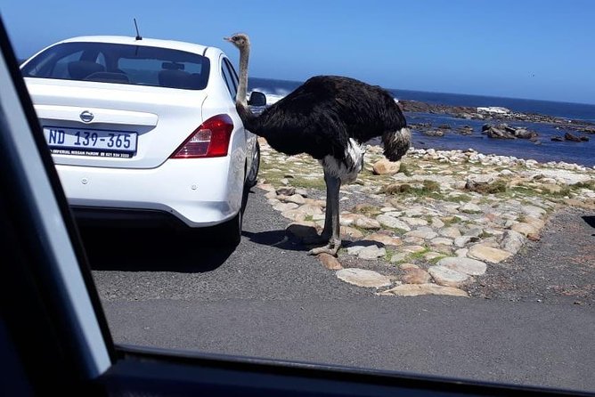 Cape of Good Hope and Penguins - Small Group - Full day - Boulders Beach brings the penguins close