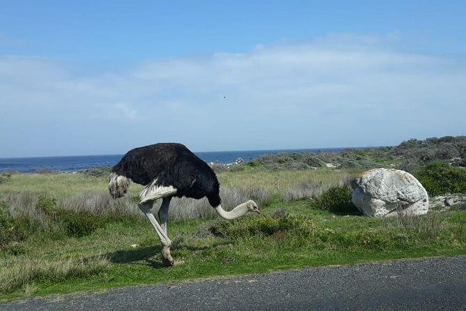 Cape of Good Hope and Penguins - Small Group - Full day - Bo-Kaap brings color and context early