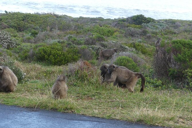 Cape of good hope and penguins small group Tours - A full Cape Peninsula day, from city streets to open sea