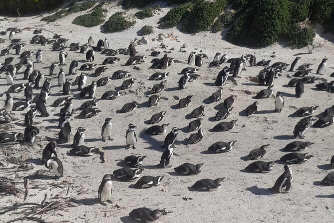 Cape of good hope and penguins small group Tours - Hout Bay adds harbor life and an optional seal trip