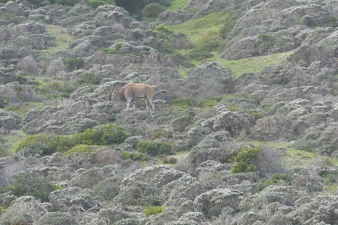 Cape of good hope and penguins small group Tours - The Cape of Good Hope rewards the extra hour