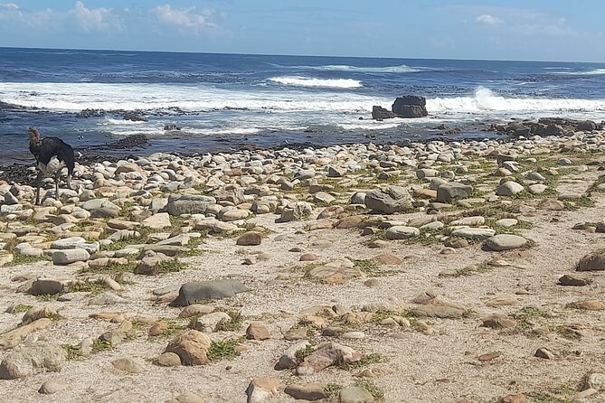 Cape of good hope and penguins small group Tours - Simon’s Town connects naval history with the penguins