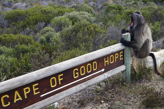 Cape of Good Hope & Boulder Penguins Full-Day Tour from Cape Town - Why this Cape Peninsula tour works well in one day