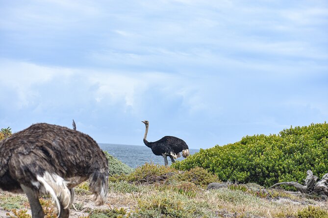 Cape of Good Hope & Boulder Penguins Full-Day Tour from Cape Town - Simon’s Town provides a needed meal break