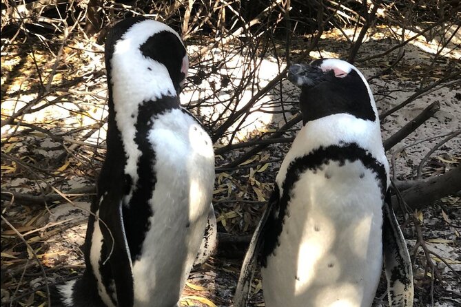 Cape of Good Hope, Boulders Beach Penguins and Wine (Traveler's Choice Award) - A private route from Cape Town to the Cape Peninsula