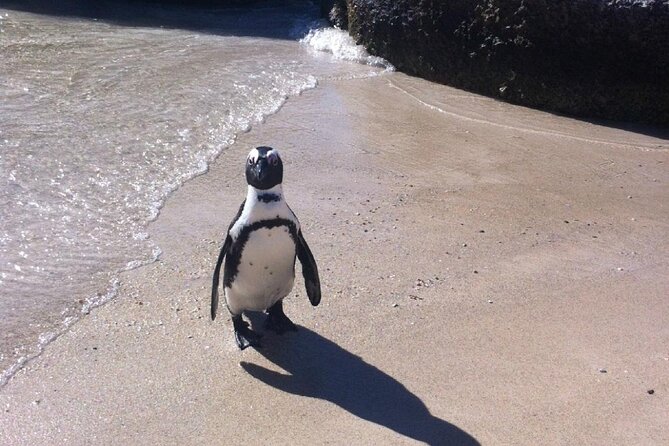 Cape of Good Hope, Boulders Beach Penguins and Wine (Traveler's Choice Award) - Timing, pace, and the long-route question