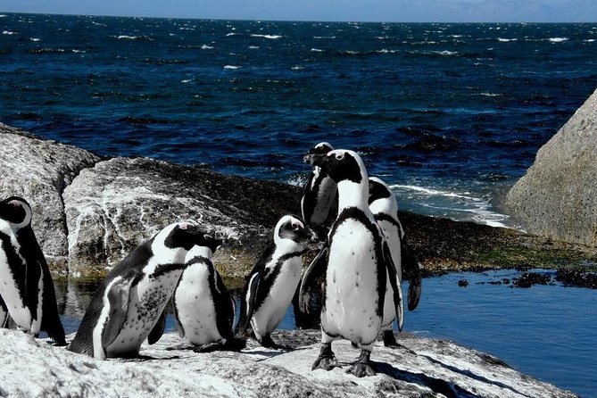 Cape of Good Hope, Cape Point & Penguins Private Afternoon Tour - Cape Point gives you a choice: walk or ride