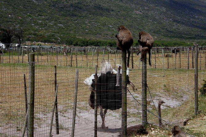 Cape of Good Hope, Cape Point & Penguins Private Afternoon Tour - Boulders Beach brings you close to African penguins