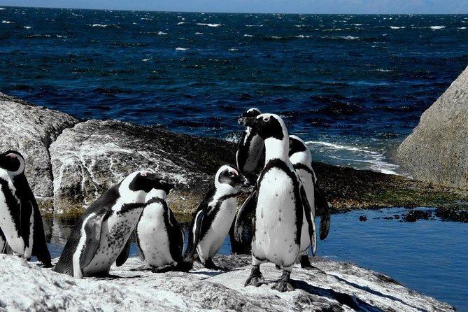 Cape of Good Hope, Cape Point & Penguins Private customizable Full Day Tour - Ostriches and the Cape Point Nature Reserve
