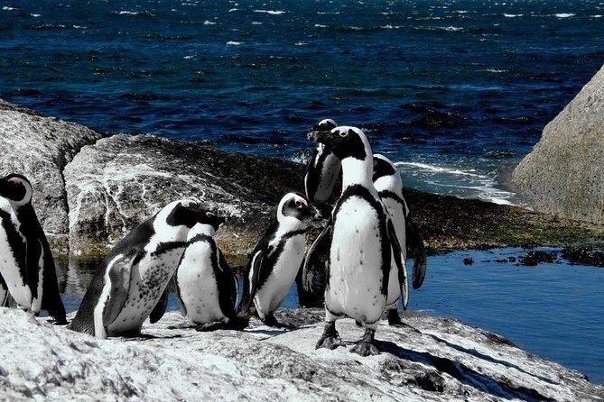 Cape of Good Hope, Cape Point & Penguins Private Morning Tour - Cape Point Nature Reserve is the main event