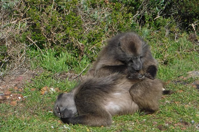 Cape of Good Hope, Cape Point & Penguins Private Morning Tour - The return route shows a different side of Cape Town