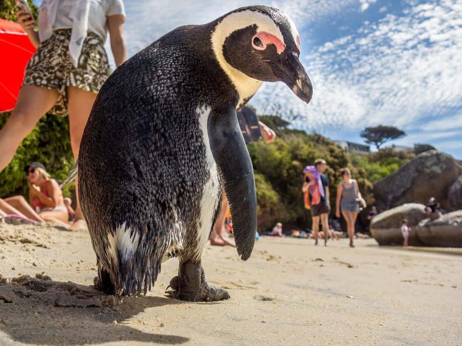 Cape of Good Hope, Chapman's Peak Drive, Penguins , Seals - Cape of Good Hope: wildlife, ocean, and open space
