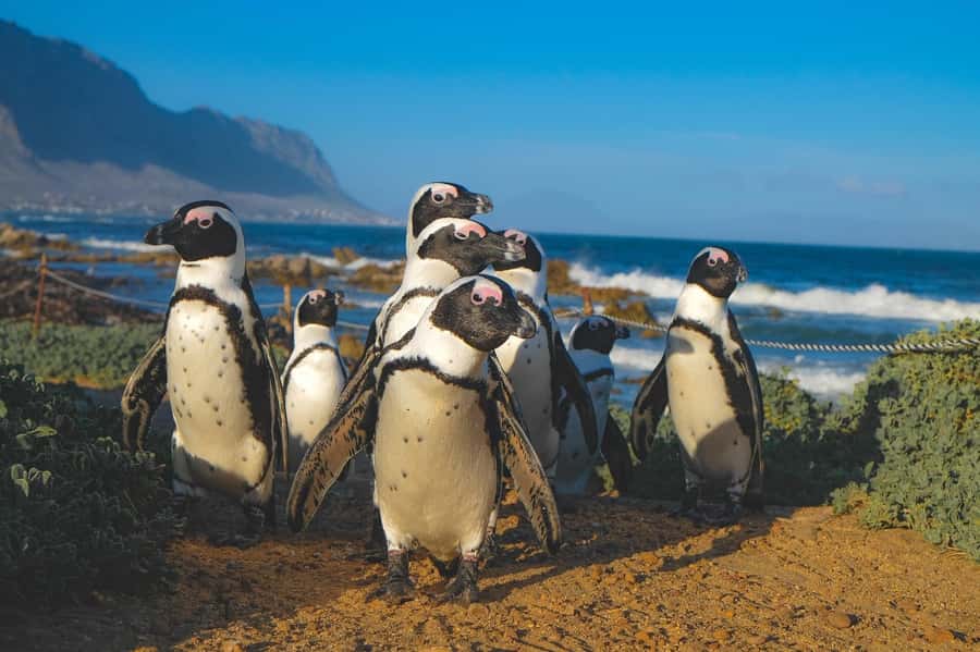 Cape of Good Hope, Chapman's Peak Drive, Penguins , Seals - Cape Point lighthouses and the long lunch stop