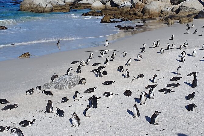 Cape of Good Hope & Penguins from Cape Town Full-Day Private Tour - Hout Bay and the optional Seal Island boat