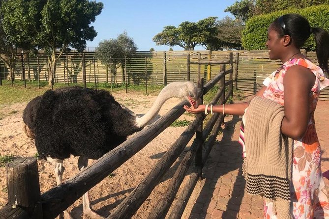 Cape of Good Hope & Penguins Full Day Tour From (The Mother City) Cape Town. - A quick meeting with ostriches
