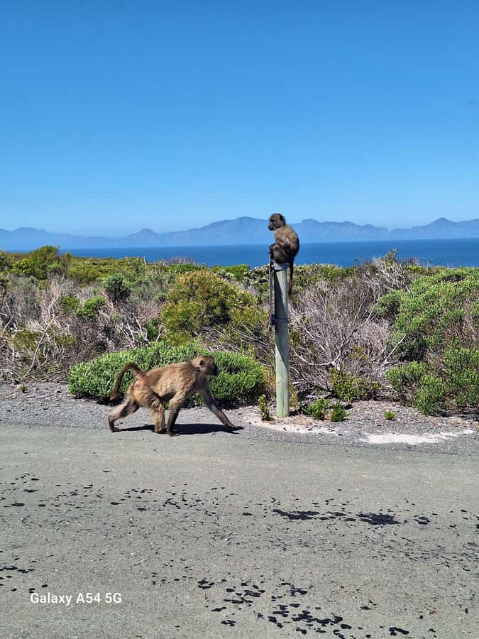 Cape of Good Hope & Penguins Private Tour - Key points to know before booking