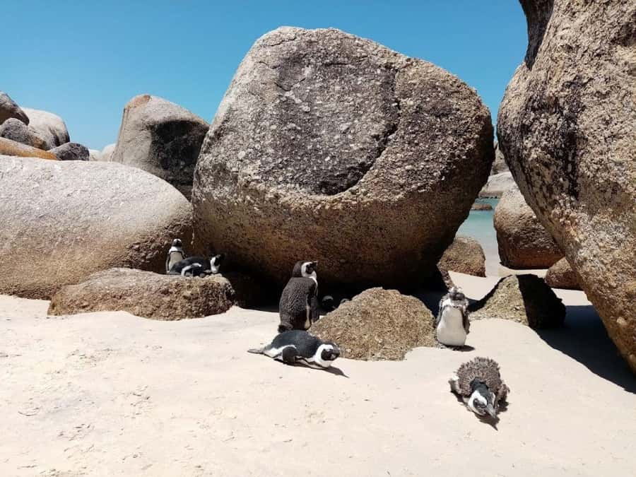 Cape of Good Hope & Penguins Private Tour - Who will get the most from this Cape Peninsula day