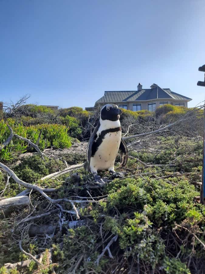 Cape of Good Hope & Penguins Private Tour - Cape of Good Hope gives the day its historic setting
