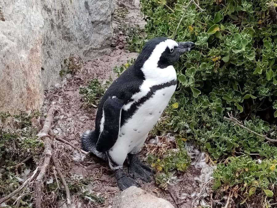 Cape of Good Hope & Penguins Private Tour - Cape Point and the lighthouse are the scenic peak