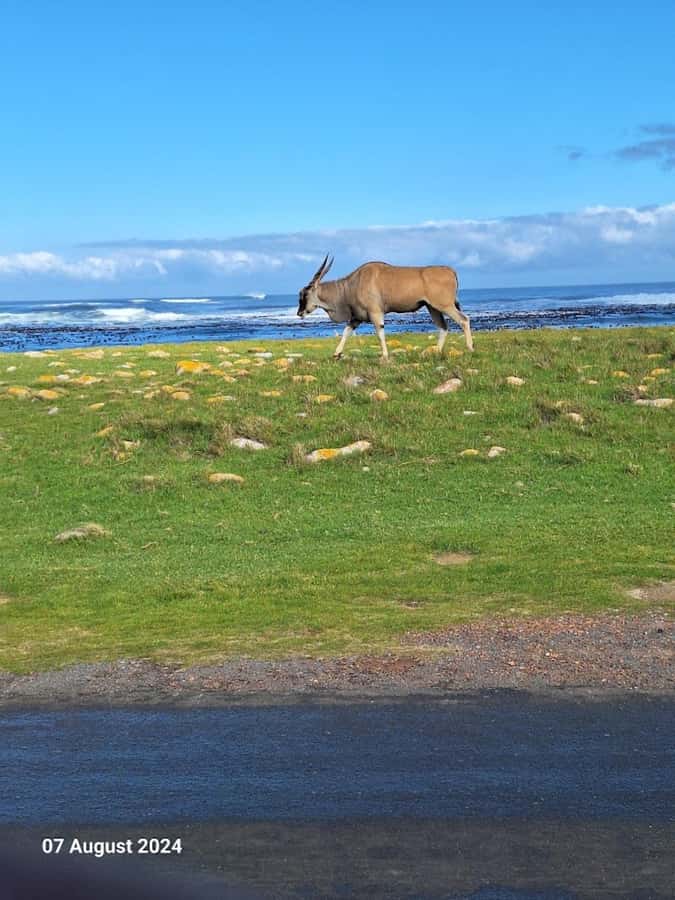 Cape of Good Hope & Penguins Private Tour - Boulders Beach puts African penguins within easy reach