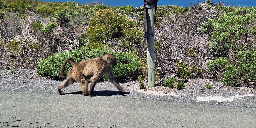 Cape of Good Hope & Penguins Private Tour - A private guide changes the feel of the day