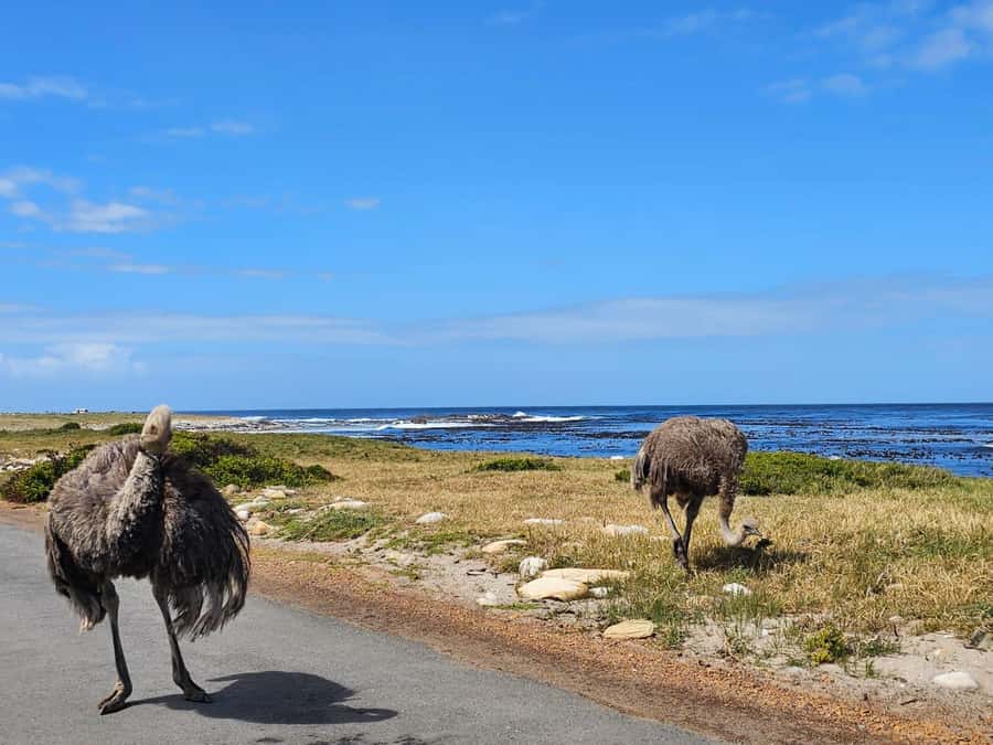 Cape of Good Hope & Penguins Shared Tour - What the $35 price really covers