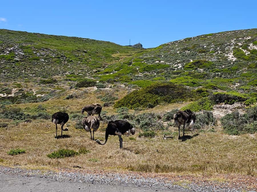 Cape of Good Hope & Penguins Shared Tour - Practical details that make the day easier