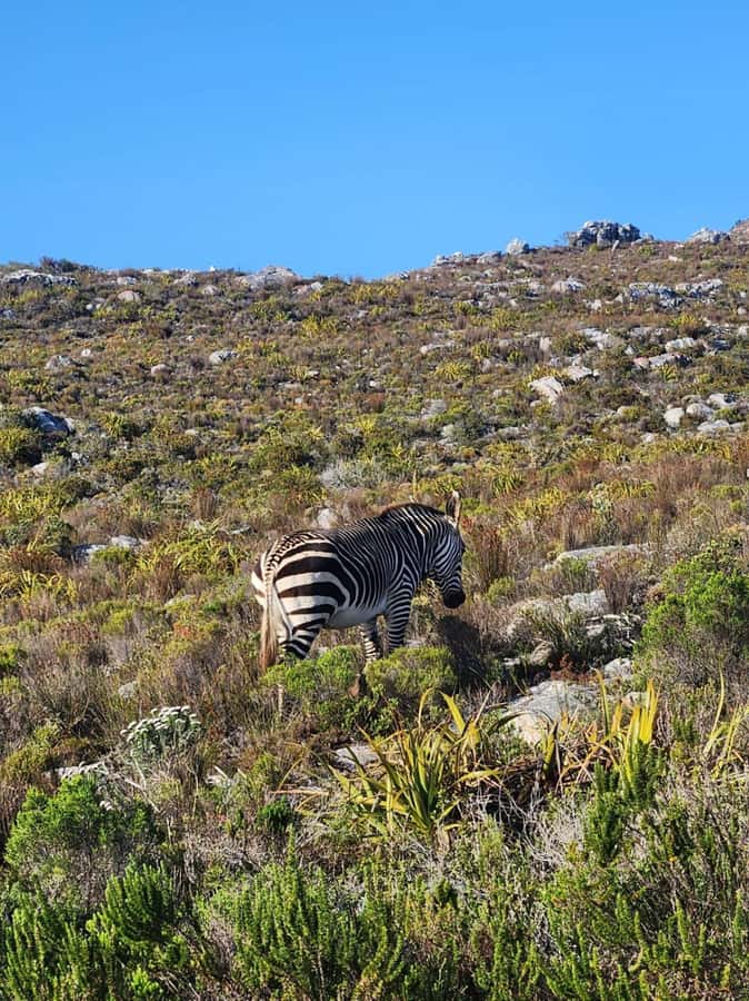 Cape of Good Hope & Penguins Shared Tour - Cape of Good Hope: beaches, fynbos, and maritime meaning