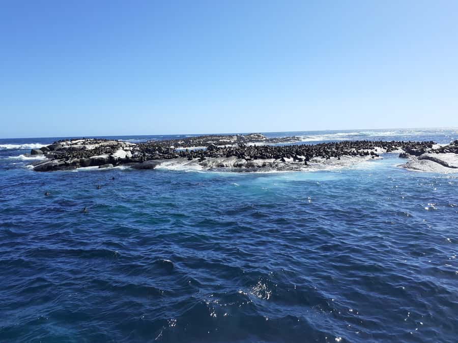 Cape of Good Hope: Sightseeing and African Penguins Tour - Why this 9-hour Cape Town day works