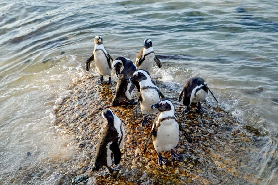 Cape of Good Hope: Sightseeing and African Penguins Tour - Coffee at Noordhoek Farm Village