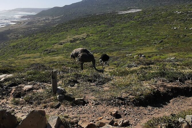 Cape Peninsula Cape of Good Hope and Penguins Tour in Cape Town - Chapmans Peak Drive and its 114 curves