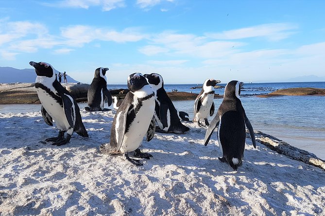 Cape Peninsula in a Vintage Car (Penguins, Cape Point & Chapman's Peak drive) - The optional Twelve Apostles sunset stop