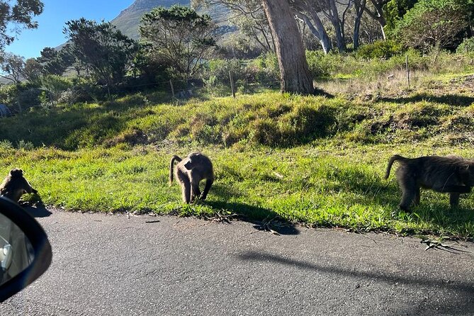 Cape Peninsula &Penguin Sightseeing in Private Car Full Day Tour - Cape Point needs more time than the photo stops