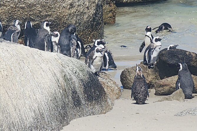 Cape Peninsula &Penguin Sightseeing in Private Car Full Day Tour - Muizenberg finishes the coastal loop